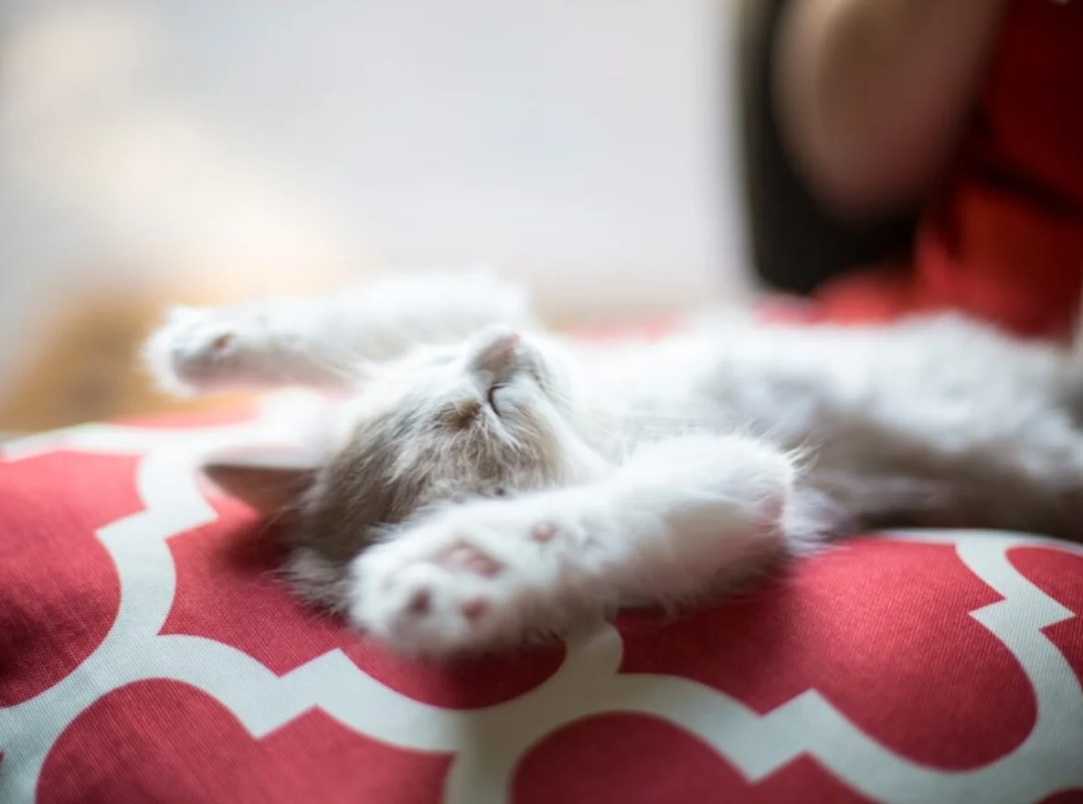 A fluffy kitten is lying on its back on a red and white patterned cushion, paws stretched out like it’s advertising a cozy spot on an abcdhe-12.